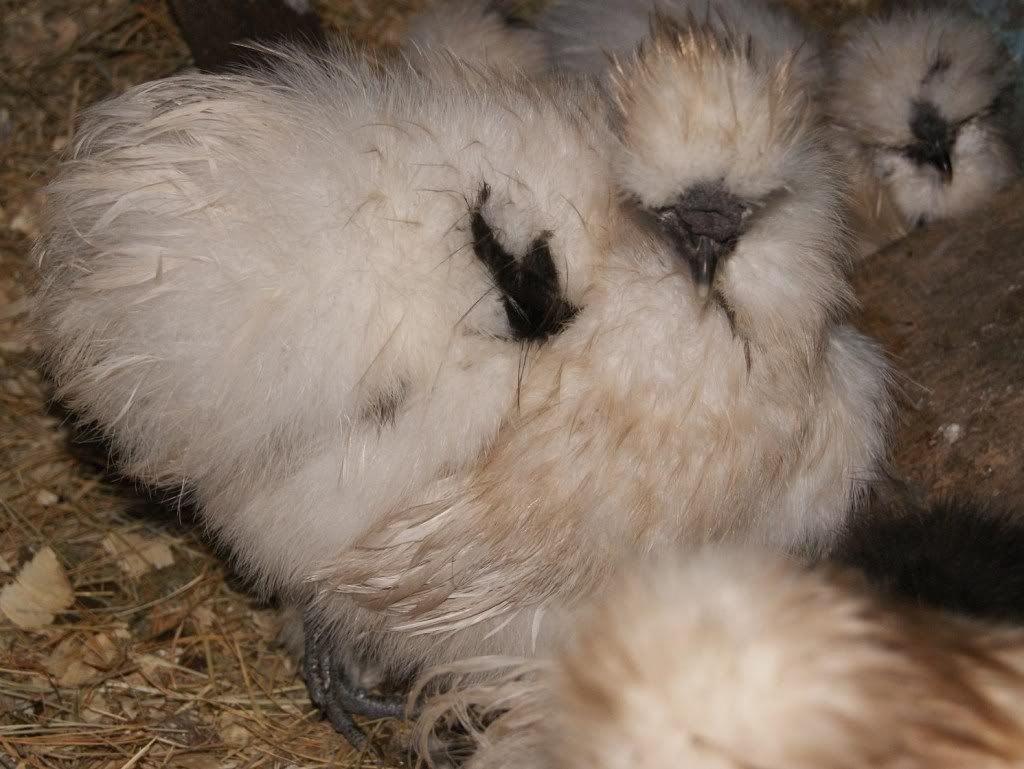 **10+ (now 12+) Paint Silkie/ Possible Showgirl Eggs** Many Pics